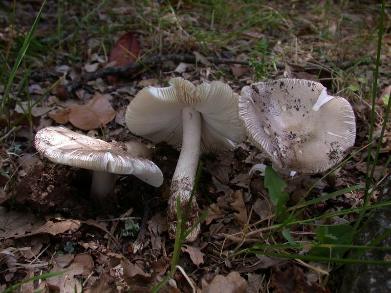 Un Amanita...